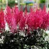 Astilba čokoladna trešnja (čokoladna trešnja): fotografija i opis